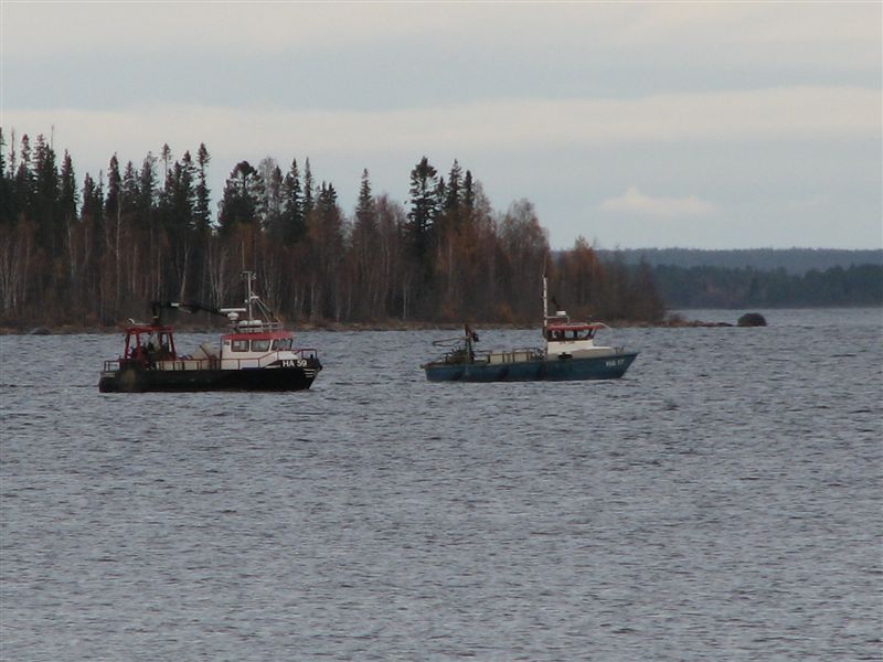 Löjfiske (3).jpg