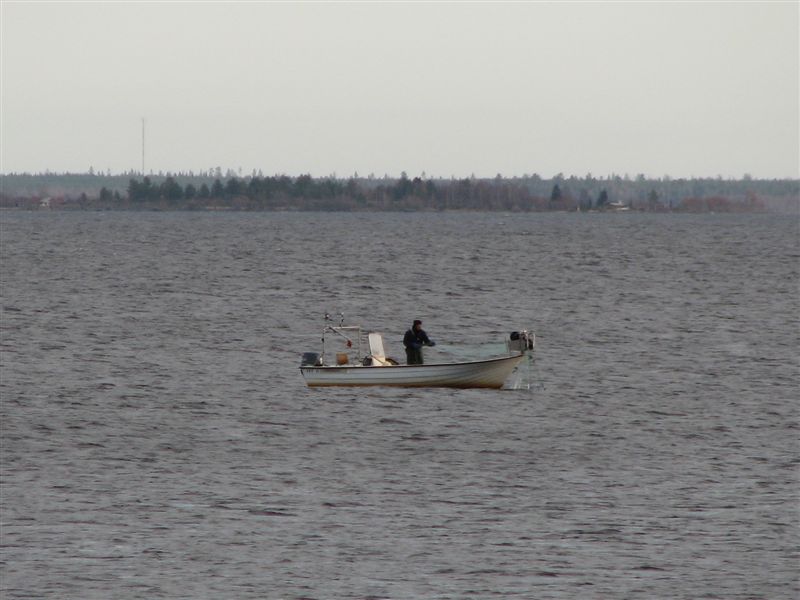Löjfiske (1).jpg