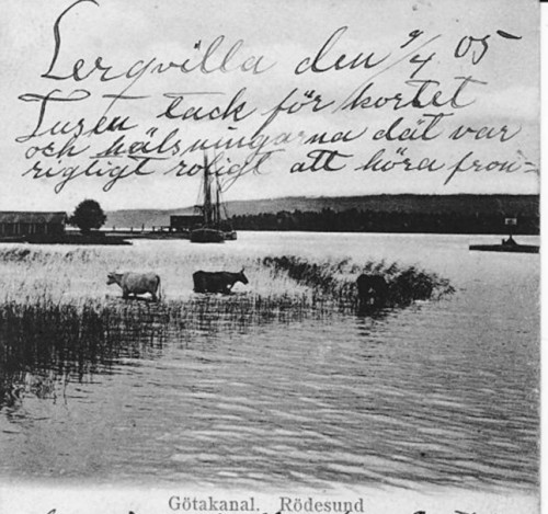 kossor så in i vassen.jpg